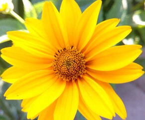 Orange flower background.