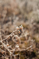 flowers in the mountains