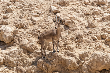Young Nubian ibex or Capra Nubiana, a desert wild goat