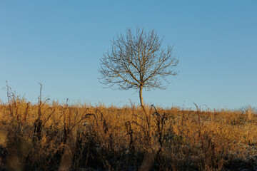 Small tree on large field