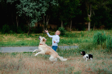 person playing with dog