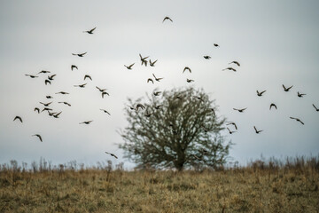 a large flock of starlings (Sturnus vulgaris) flying low over grassland on Salisbury Plain Wiltshire UK