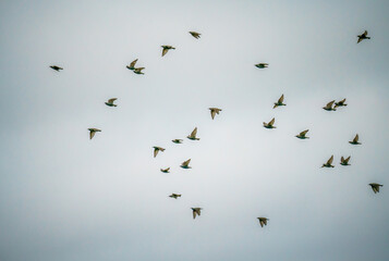 a large flock of starlings (Sturnus vulgaris) flying low over grassland on Salisbury Plain Wiltshire UK