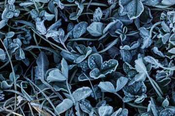 Frosen leafs and grass