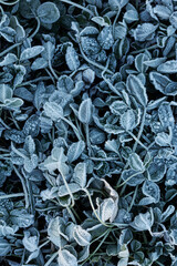 Frosen leafs and grass