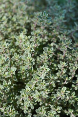 Silver Queen Lemon Thyme