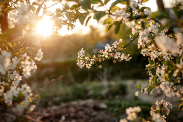 spring in the forest