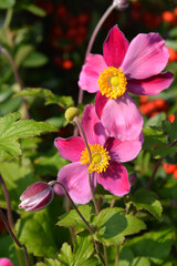 Japanese anemone Splendens