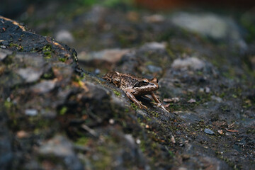 photograph of a frog on a stone