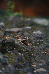 photograph of a frog on a stone