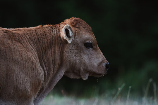 portrait photography of a calf