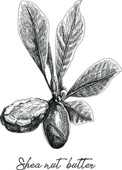 Shea nut butter. Shi tree , shea butter, vector illustration, cosmetics.