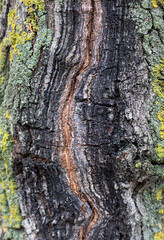 Unusual tree bark close up. Wooden texture	