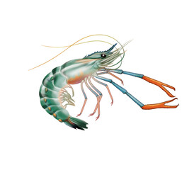crevette d'eau douce, animal, crustacé, mer, fruits de mer, griffe, aliment, nature, plage, isolé, rouge, carapace, marin, océan, blanc, eau, sable, aquatique, faune, gros plan, vie