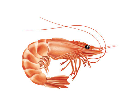 crevette rose, animal, crustac&eacute;, mer, fruits de mer, griffe, aliment, nature, plage, isol&eacute;, rouge, carapace, marin, oc&eacute;an, blanc, eau, sable, aquatique, faune, gros plan, vie,