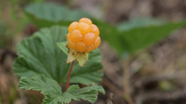 Close-up of delicious ripe Cloudberries, Rubus chamaemorus in Estonian bog forest in Soomaa National Park.	