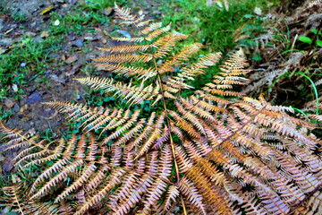 Close up of an autumnal woodland fern pointing towards a woodland path
