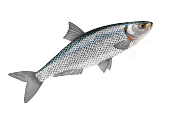 poisson sardine , isolé, aliment, animal, blanc, pêche, frais, brut, sain, ailette, eau douce, nature, attraper, fleuve, blatte, fruits de mer, argent, queue, viande, écaille, fond blanc, mangeant
