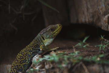 Wildlife photography of an arnado lizard.