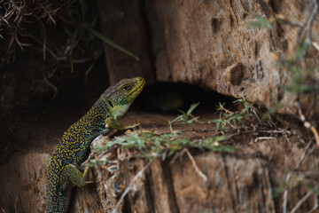 Wildlife photography of an arnado lizard.