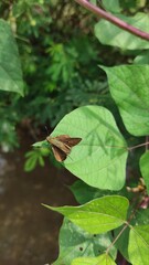 Moth background photo on leaves in Cikancung area, Indonesia