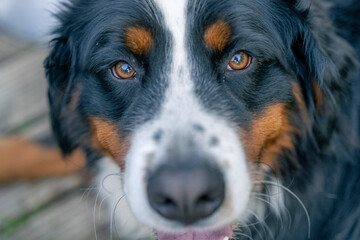 bernese mountain dog