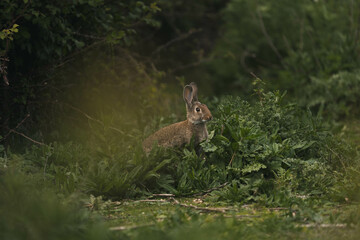 Obraz na płótnie Canvas wildlife photography of wild rabbit