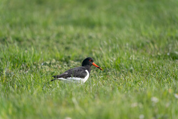 The Eurasian oystercatcher (Haematopus ostralegus) 