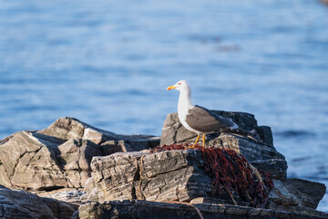 The lesser black-backed gull (Larus fuscus)