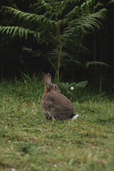 wildlife photography of wild rabbit
