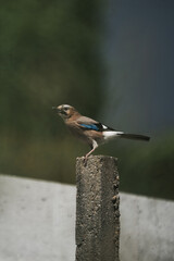 wildlife photography of a jay