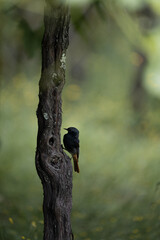 wildlife photography of a redstart in a vineyard