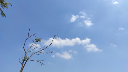 Background photo of a small tree with a blue background in the Cikancung area, Indonesia