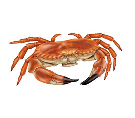 araignée de mer, animal, crustacé, mer, fruits de mer, griffe, aliment, nature, plage, isolé, rouge, carapace, marin, océan, blanc, eau, sable, aquatique, faune, gros plan, vie, jambe, poisson