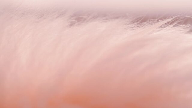 Pink fur that flutters in the wind