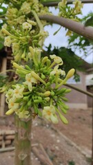 Background photo of papaya flowers on a tree in the Cikancung area, Indonesia