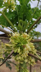 Background photo of papaya flowers on a tree in the Cikancung area, Indonesia