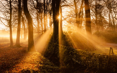 Obraz premium Morning, mist and forest 