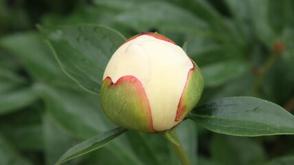 Macro photo taken in the wild. An unopened bud of a peony flower.