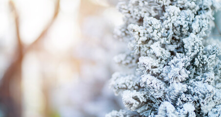 Closeup of Christmas pine tree with snow, New Year holiday background.