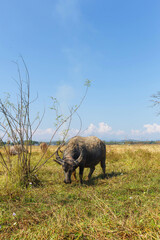 Naklejka premium Thai buffalo eating grass in the field