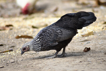 Beautiful black hen with white stripes. eating food