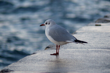 un gabbiano seduto su una sporgenza di pietra, con il mare sullo sfondo