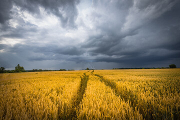 A stormy sky with flashes of lightning over a golden wheat field. Summer scenery with farm fields with tracks under dramatic rainy clouds.