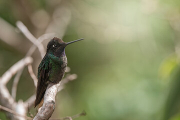 Portrait of Lancebill hummingbird in Panama