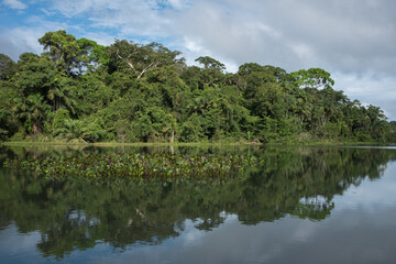 Rainforest near gatun lake Panama, Central America - 476220509