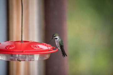 Bird feeder with sittinglong-billed starthroat hummingbird in Panama - 476220546