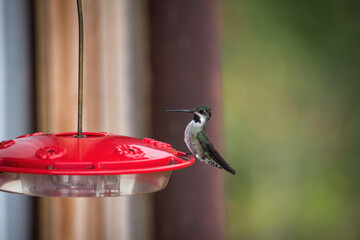 Eating long-billed star throat hummingbird drinking sugar water - 476220551