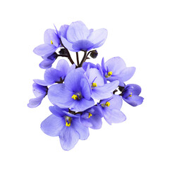 Viola flowers isolated