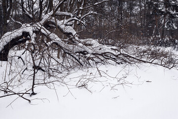 Snow covered woods in a city park.